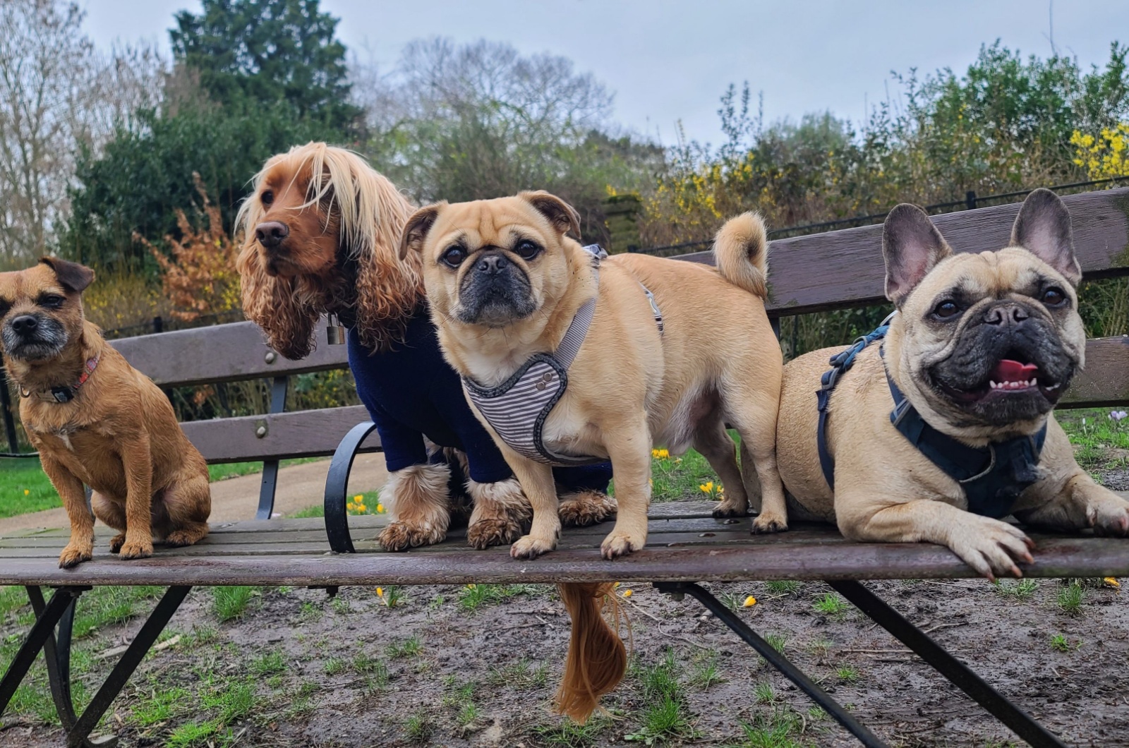 pack of cute dogs