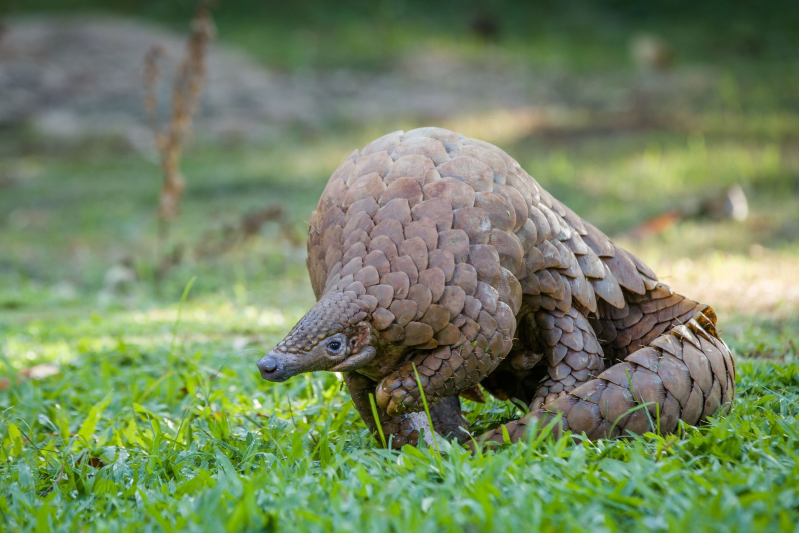 pangolin