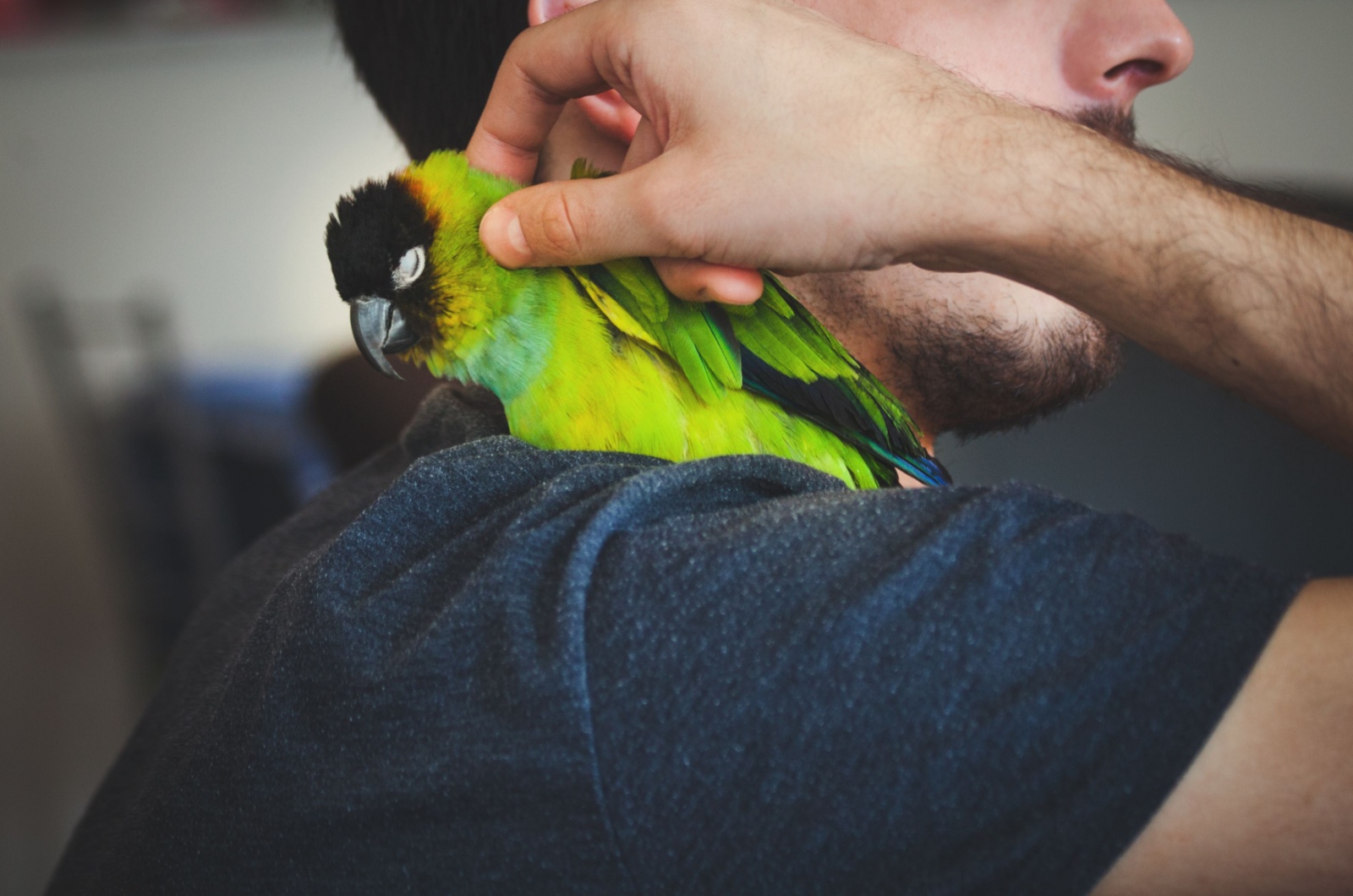 parrot and man