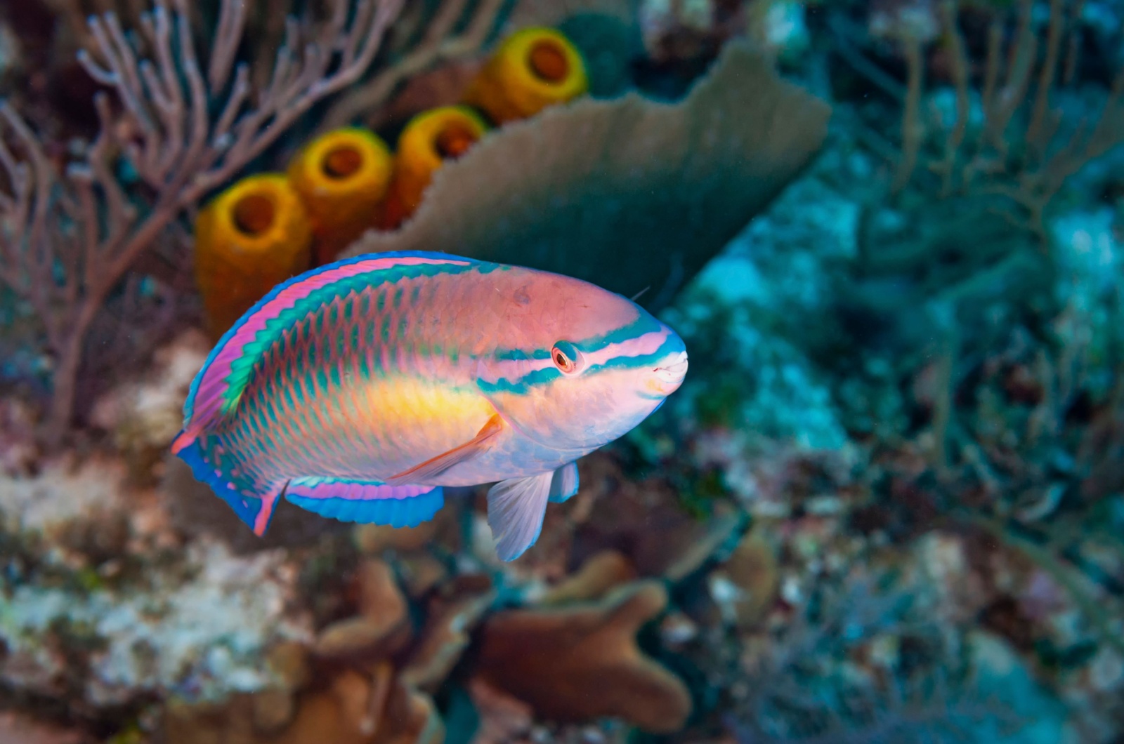 parrotfish