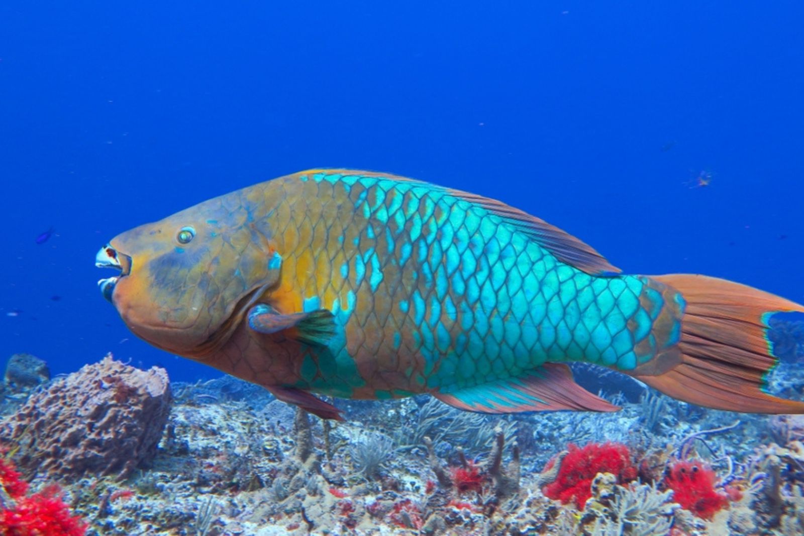 parrotfish