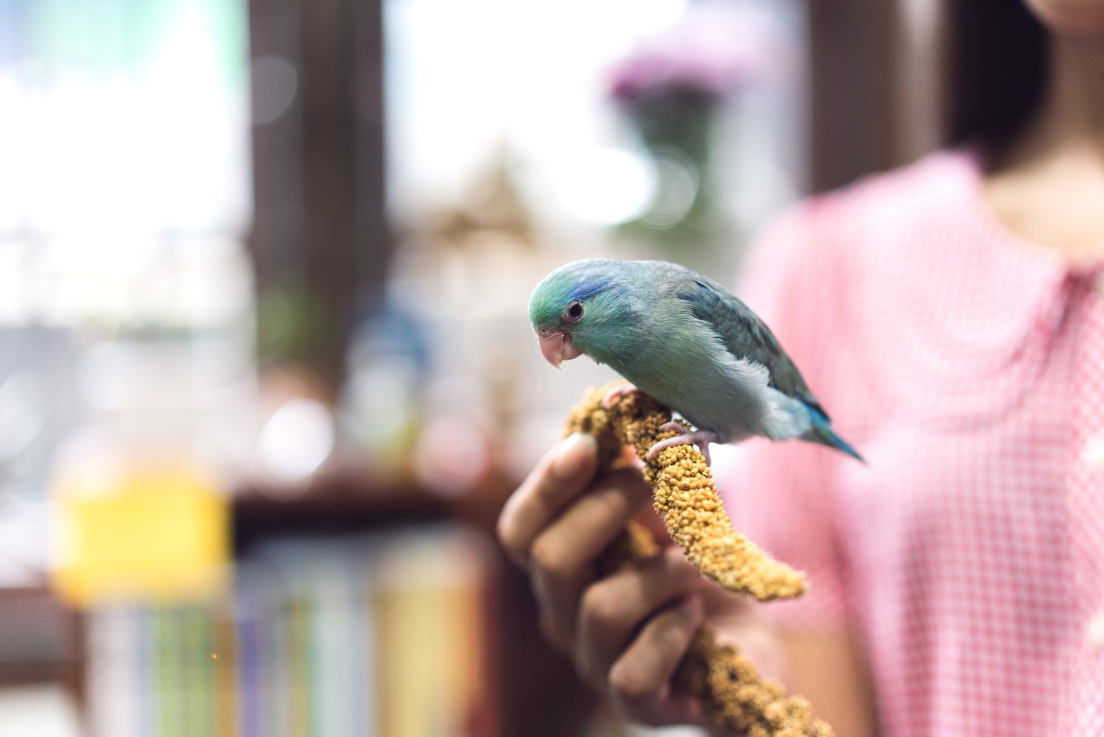 parrotlet