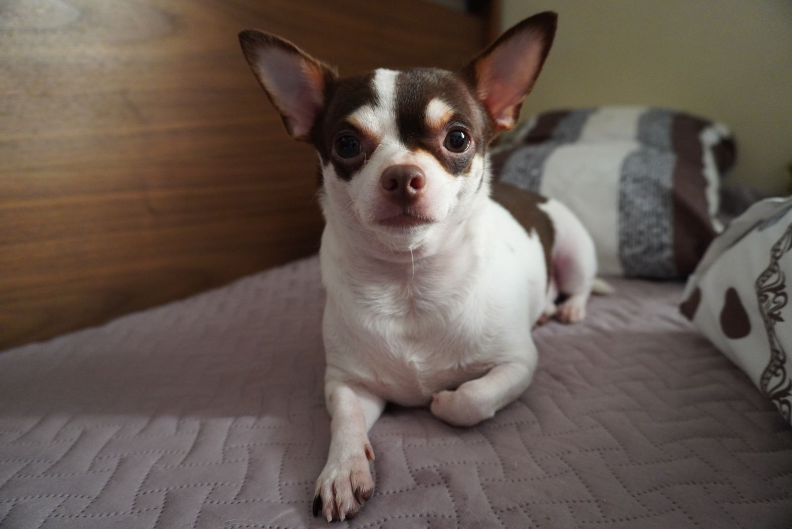 pearhead chihuahua