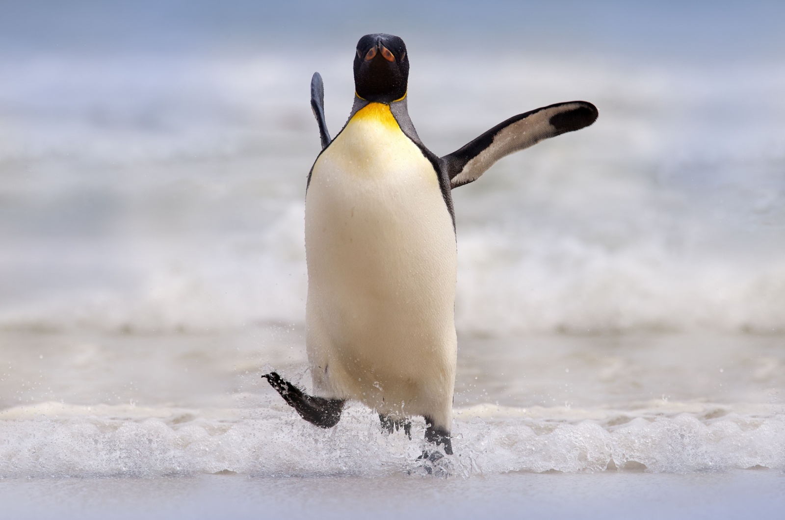 penguin