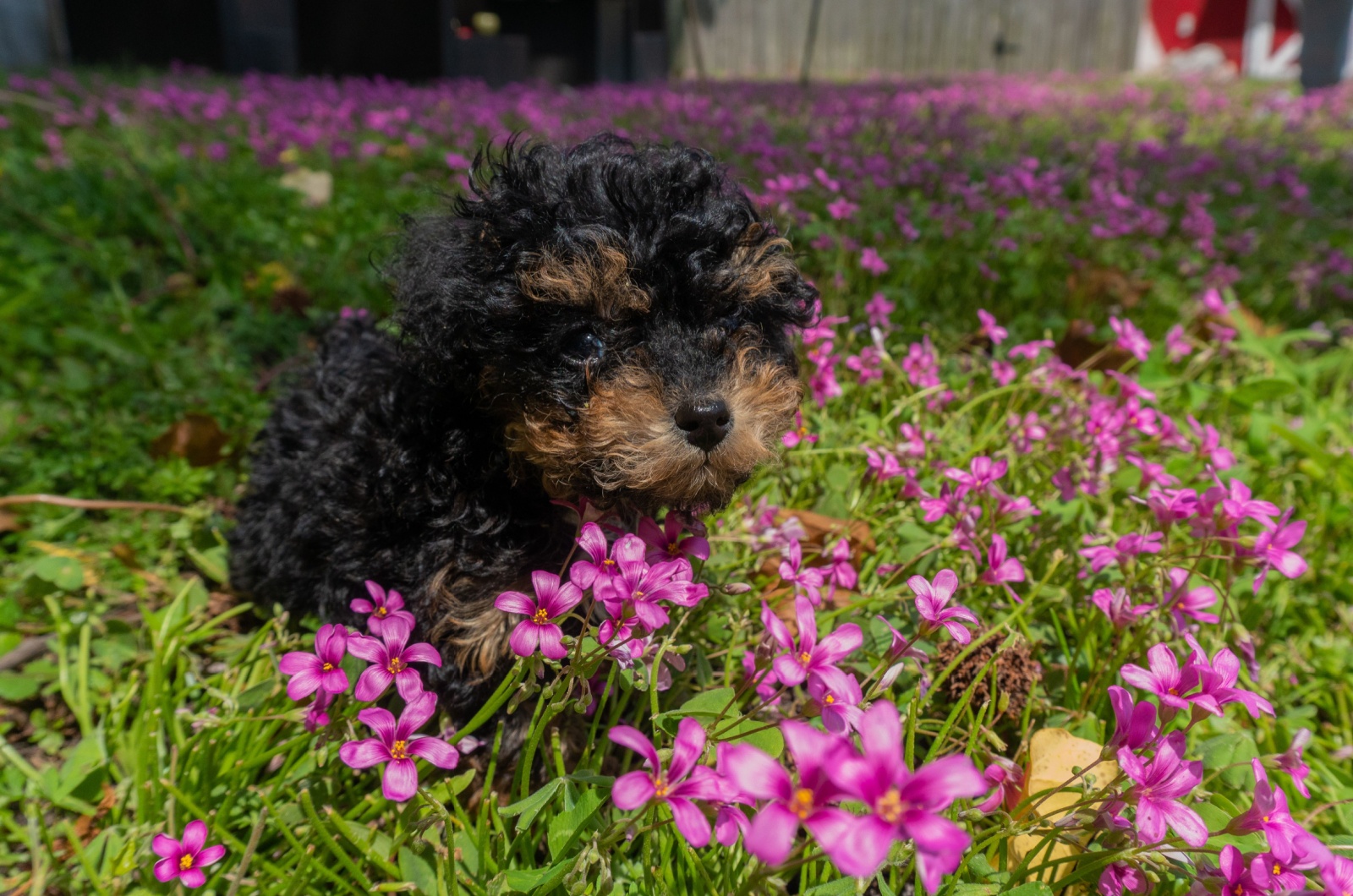 phantom poodle and flowers