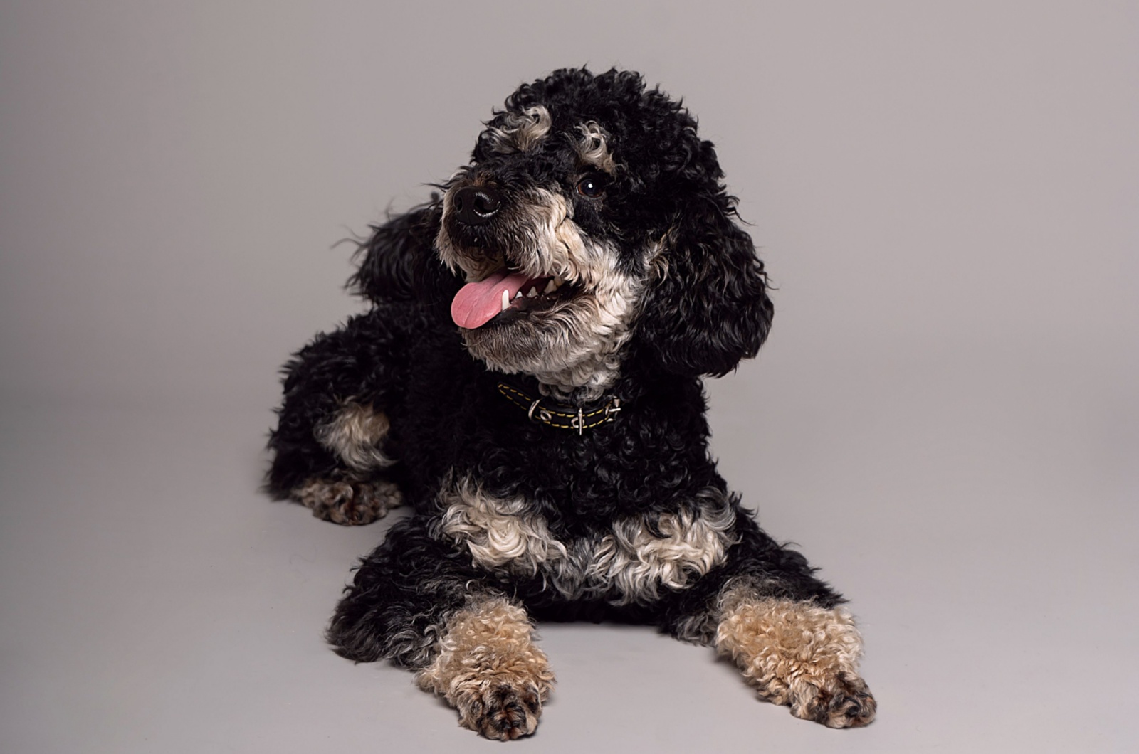 phantom poodle posing for picture