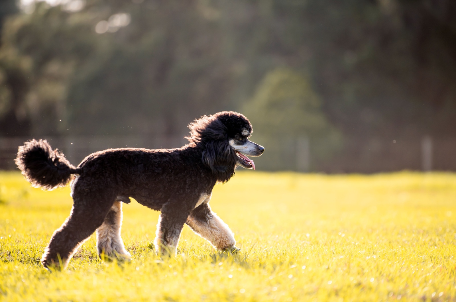 phantom poodle walking on grass