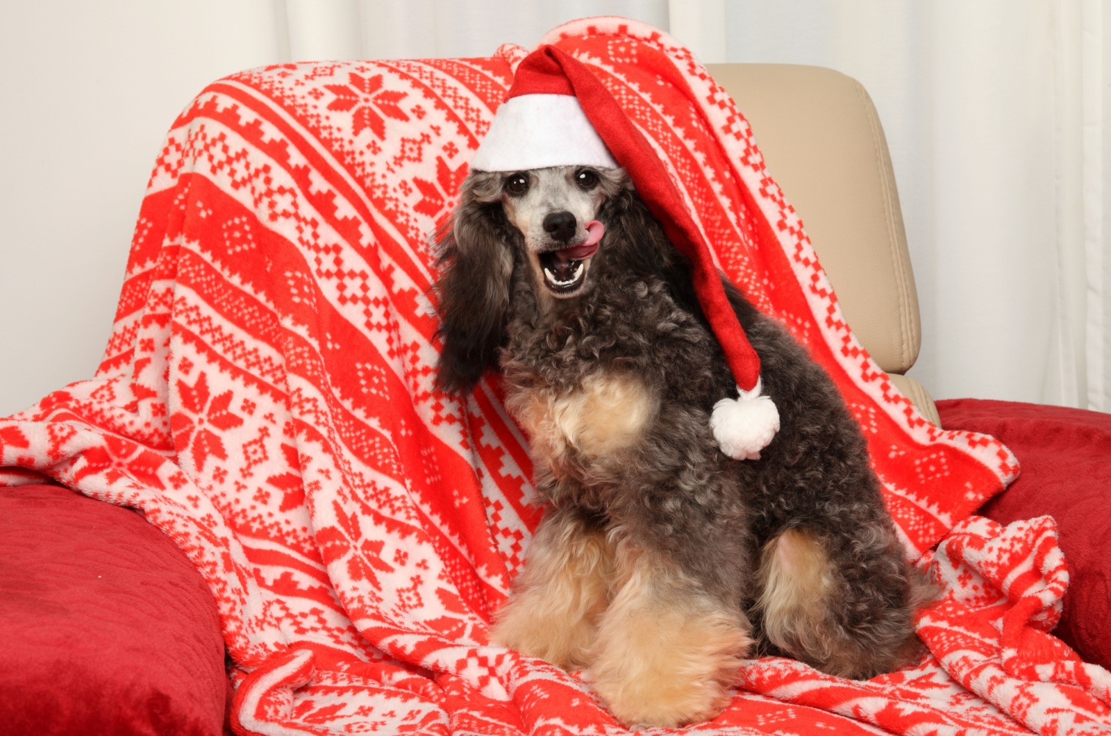 phantom poodle with hat