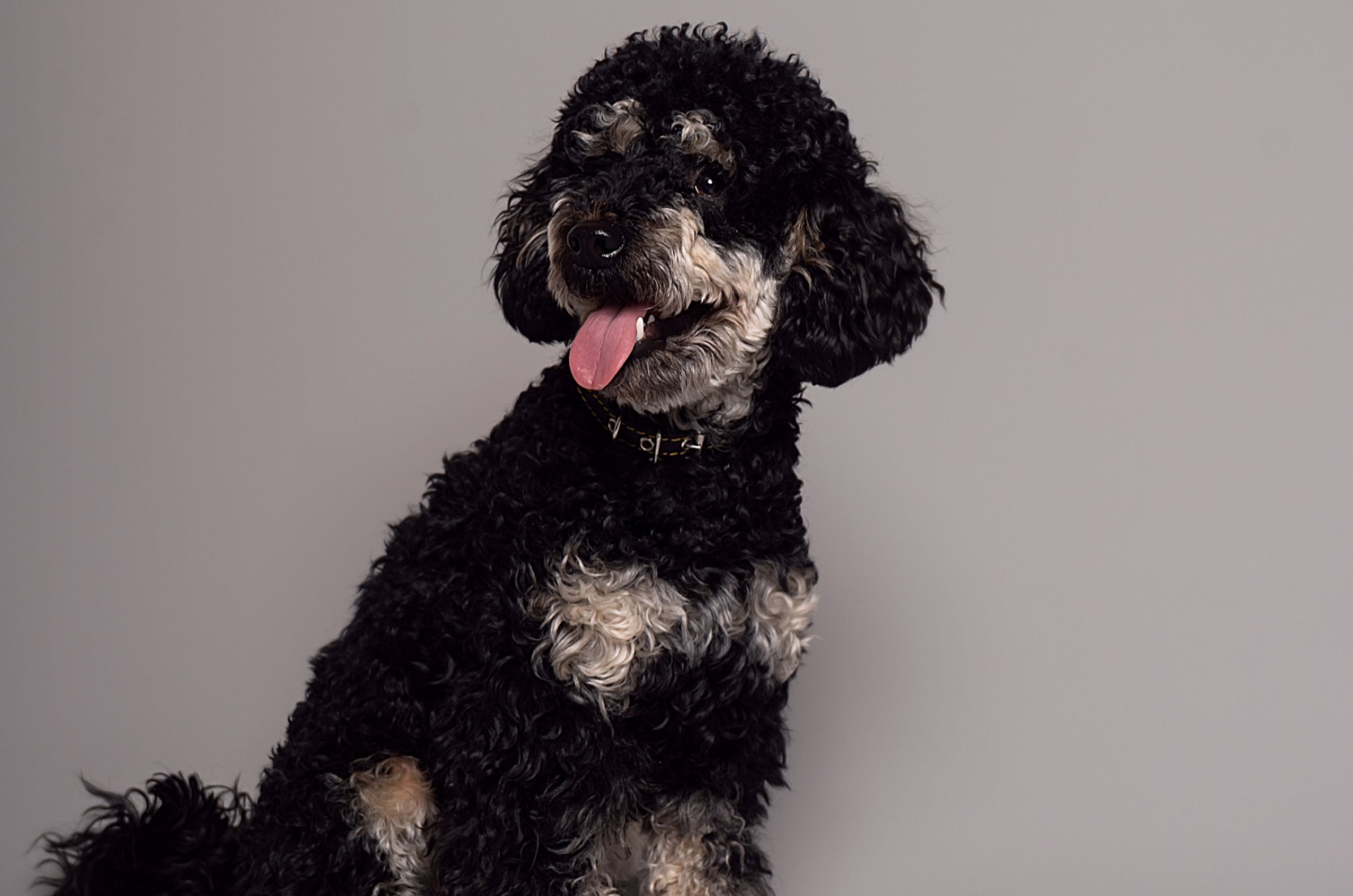 phantom poodle with tongue out