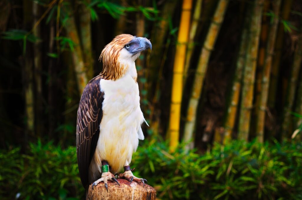 philippine eagle