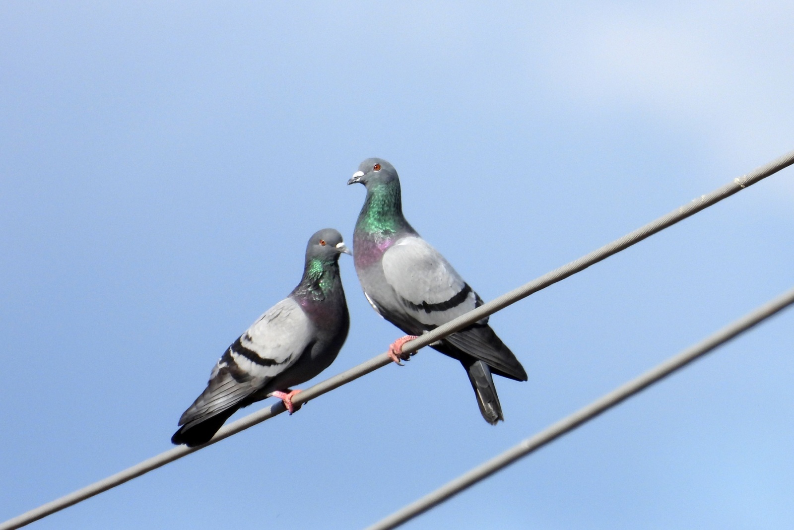 pigeons