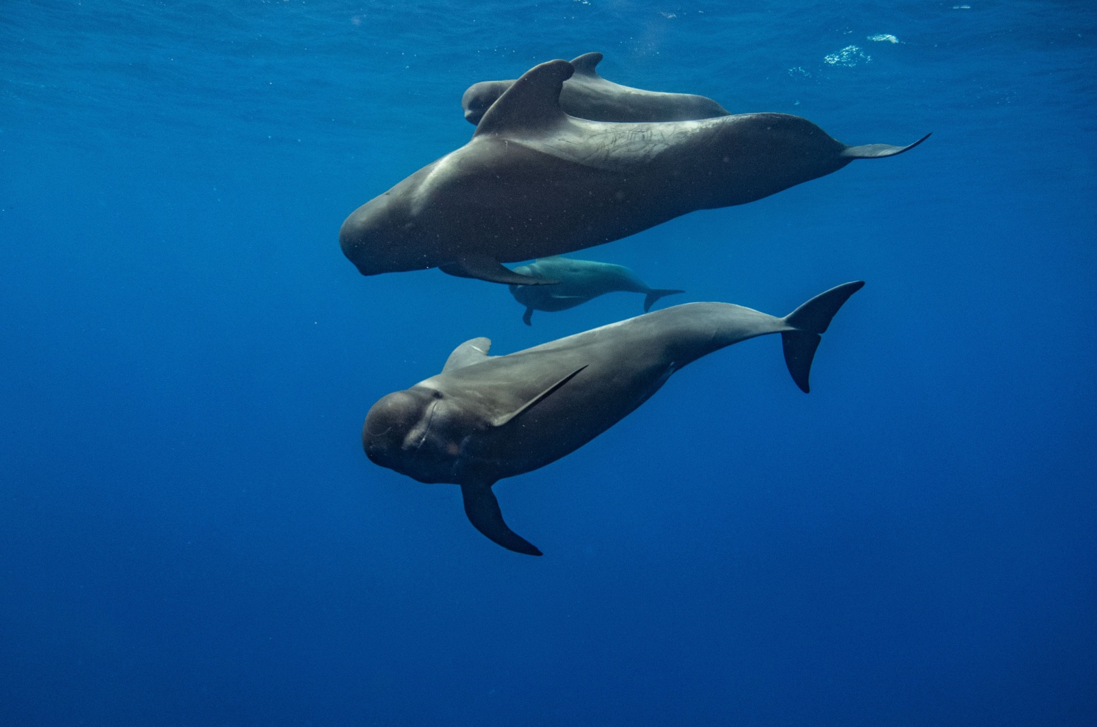 pilot whale