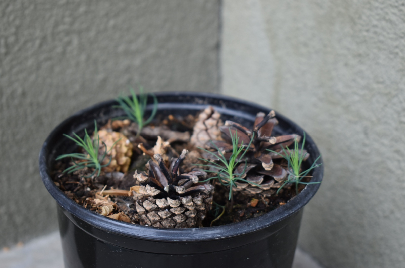 pine cones in a pot