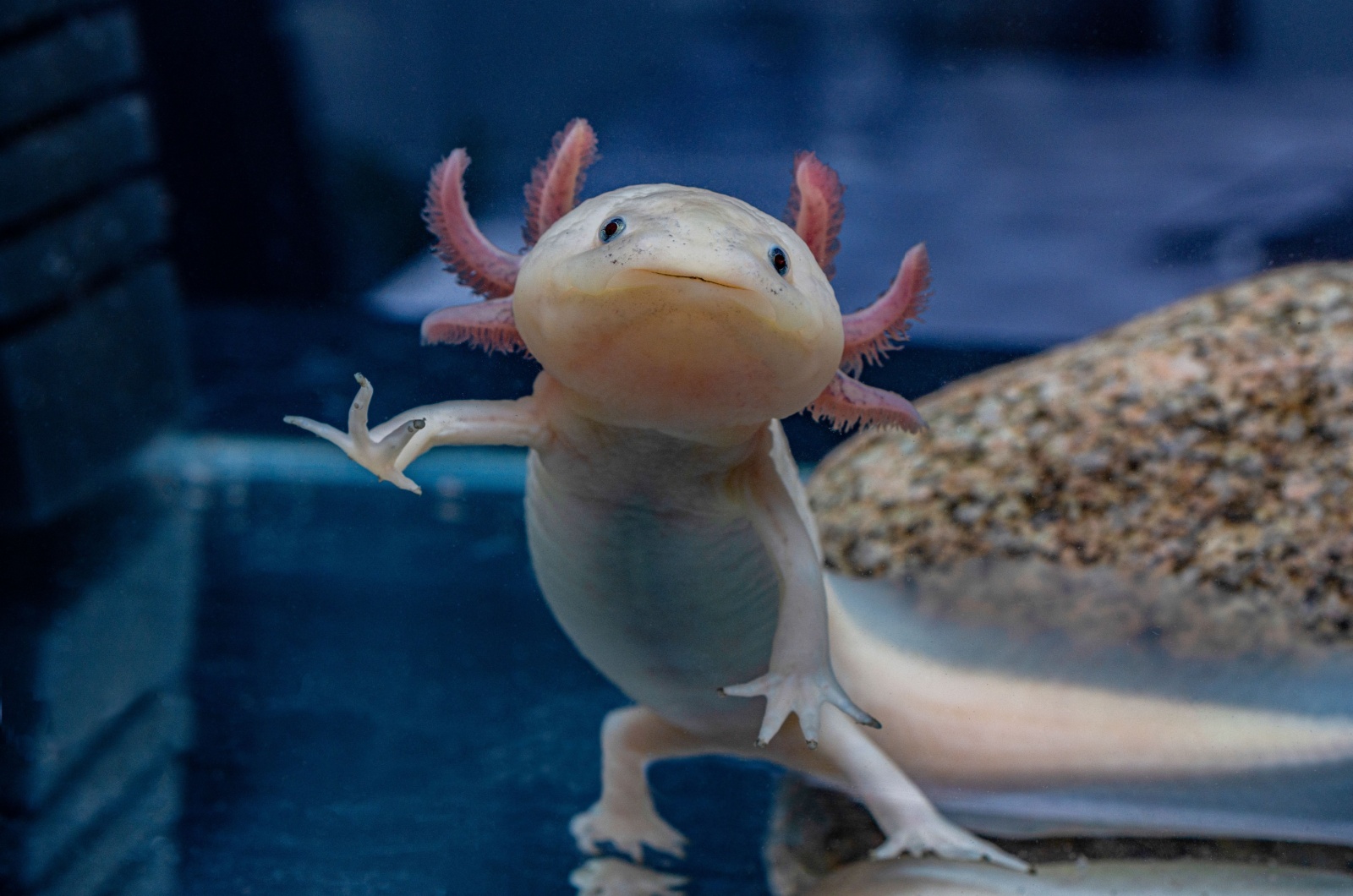 pink axolotl