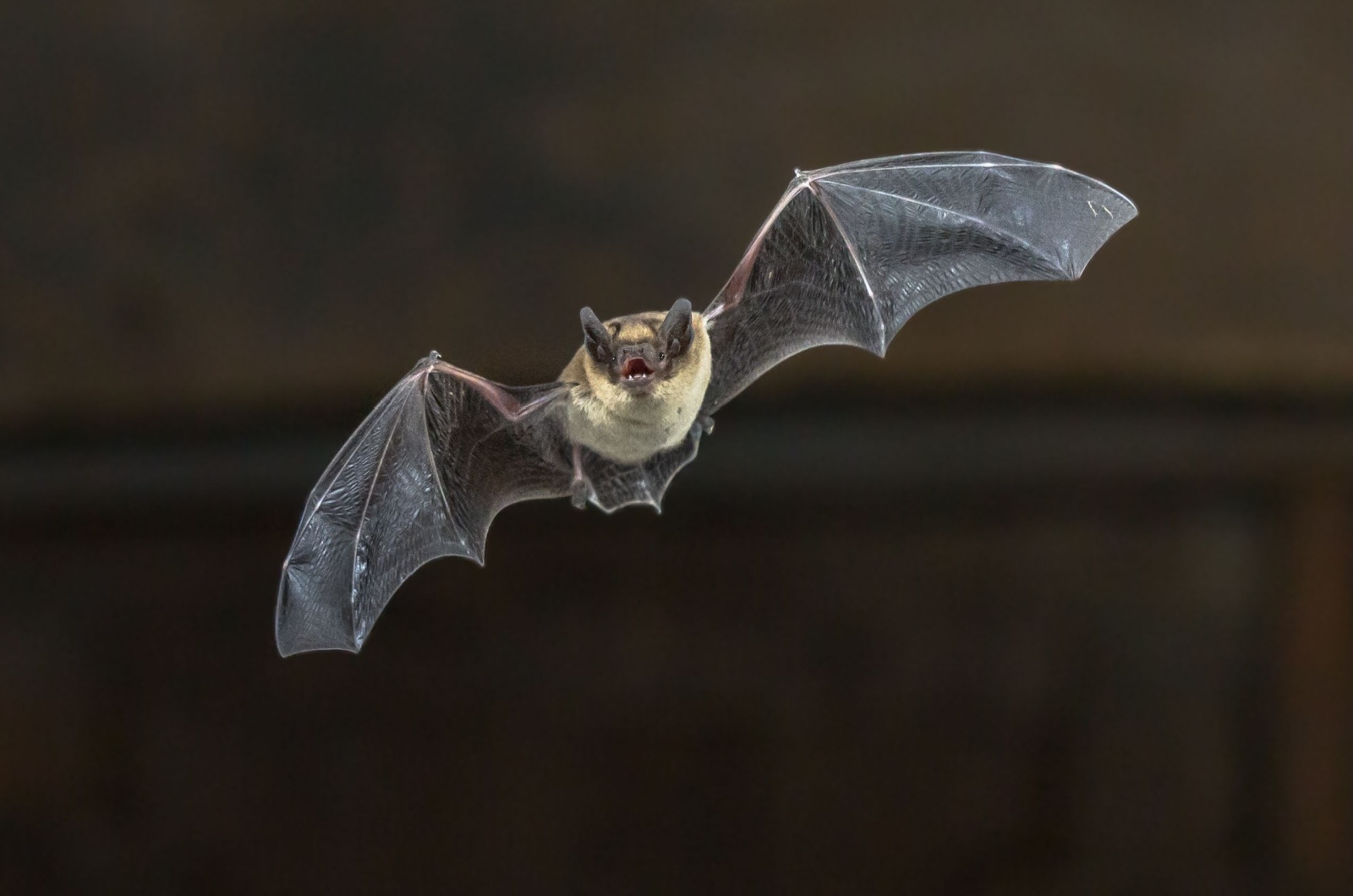 pipistrelle bat