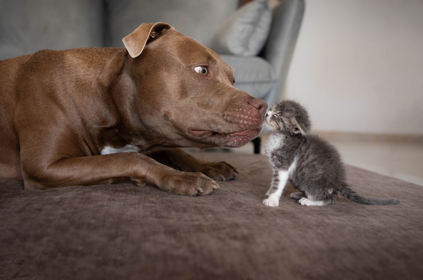 pit bull and kitten