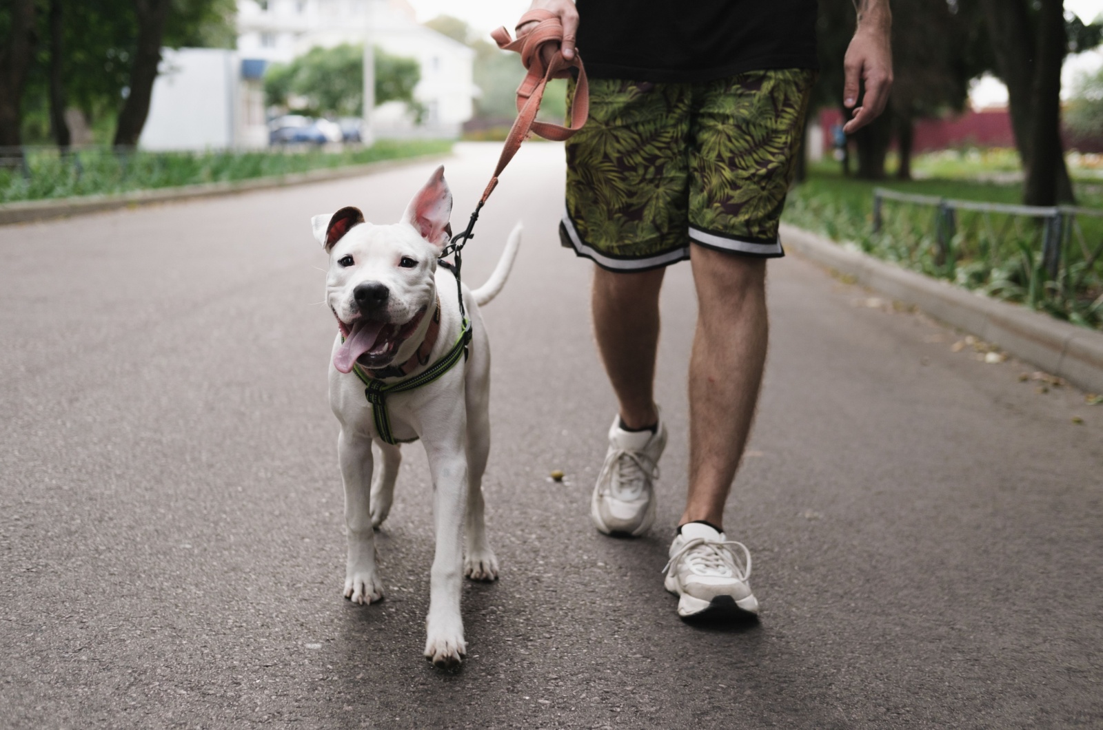 pit bull and owner walking