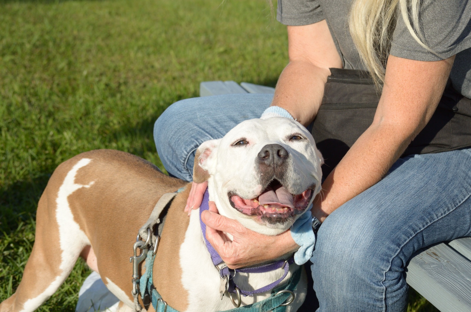 pit bull and owner