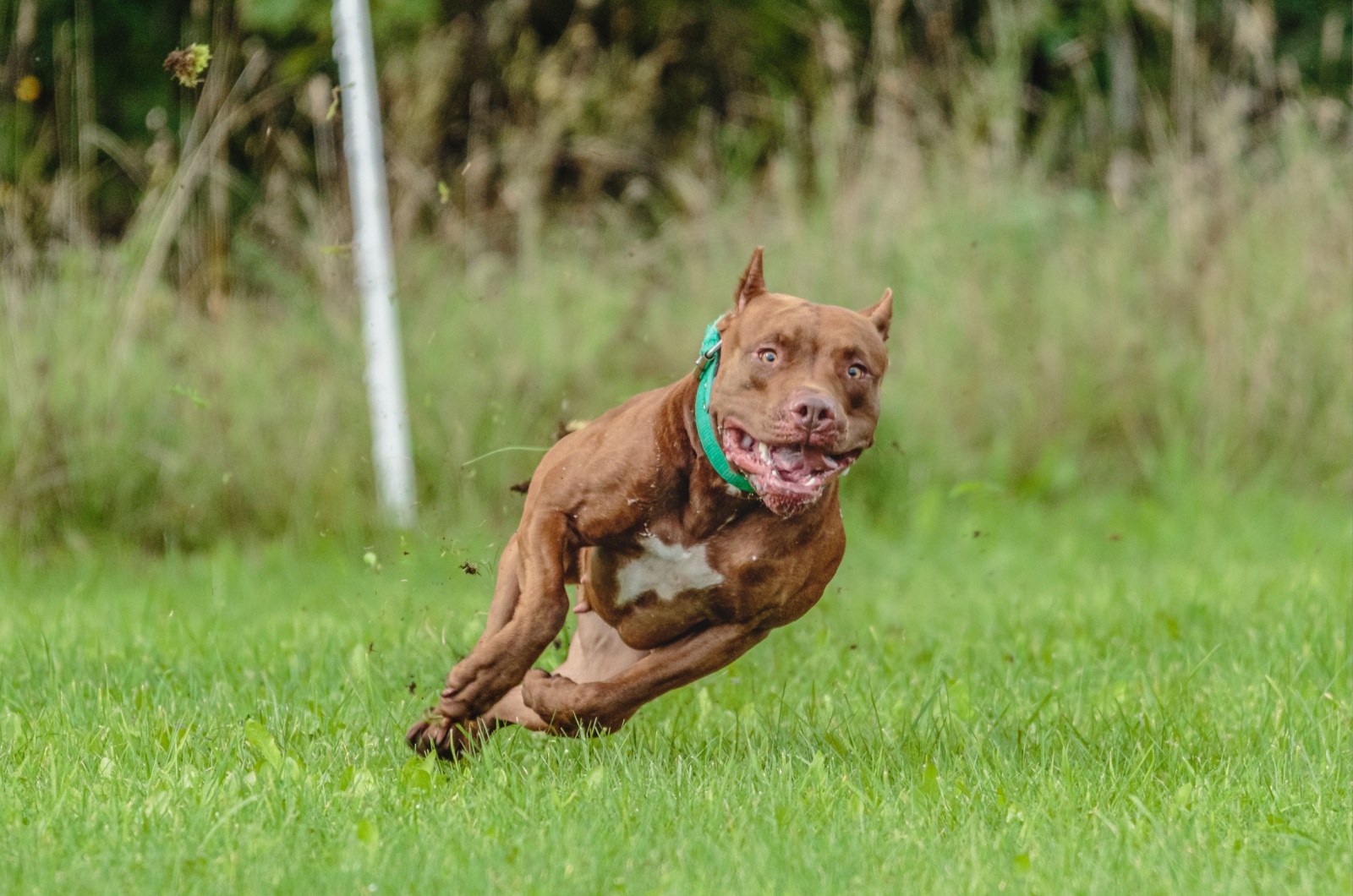 pit bull running