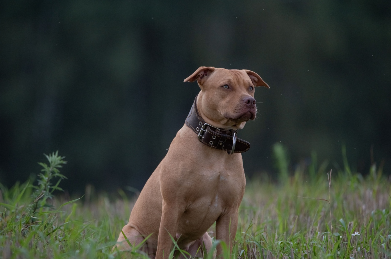 pit bull sitting outside