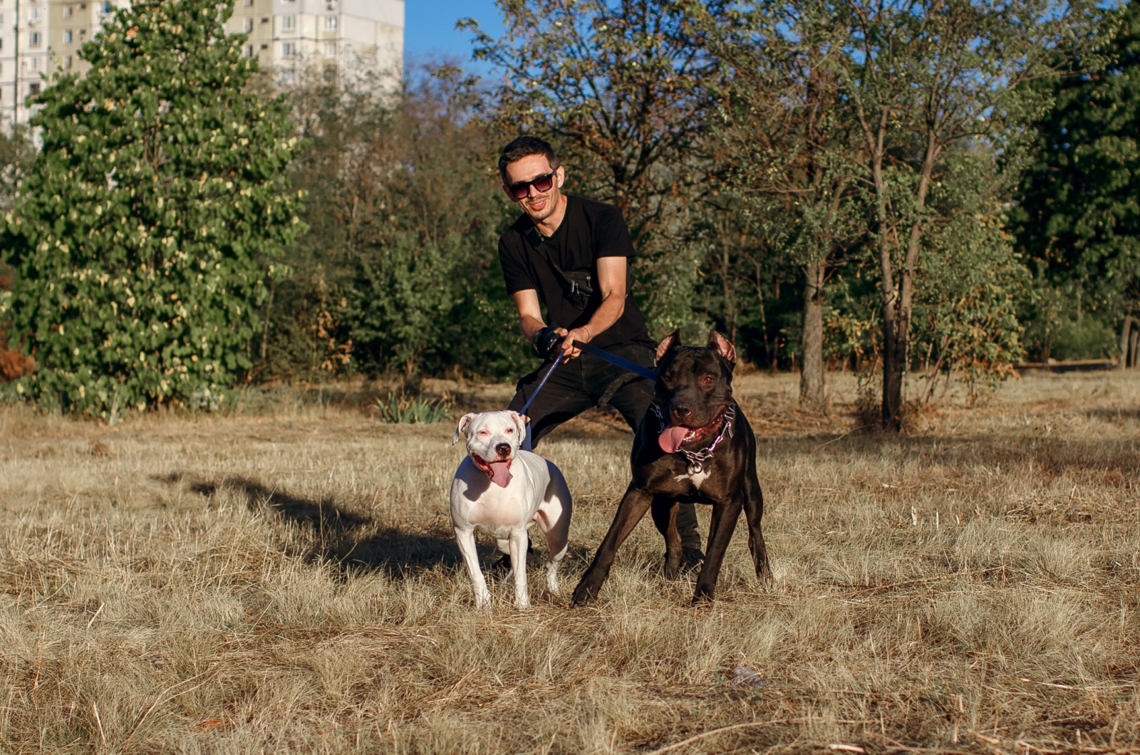 pit bulls protecting owner