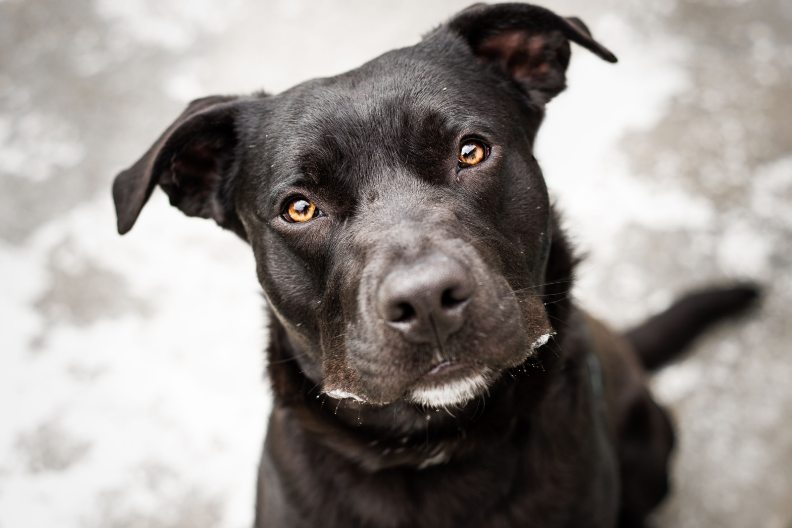 pitbull-lab mix