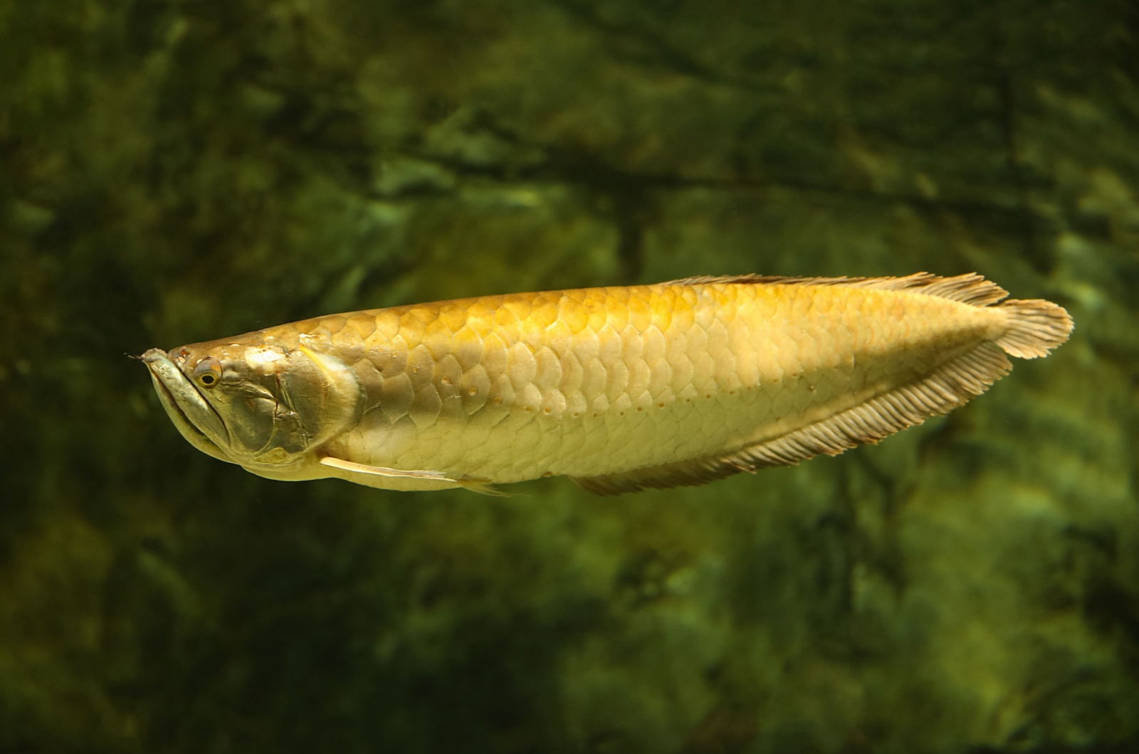 platinum arowana