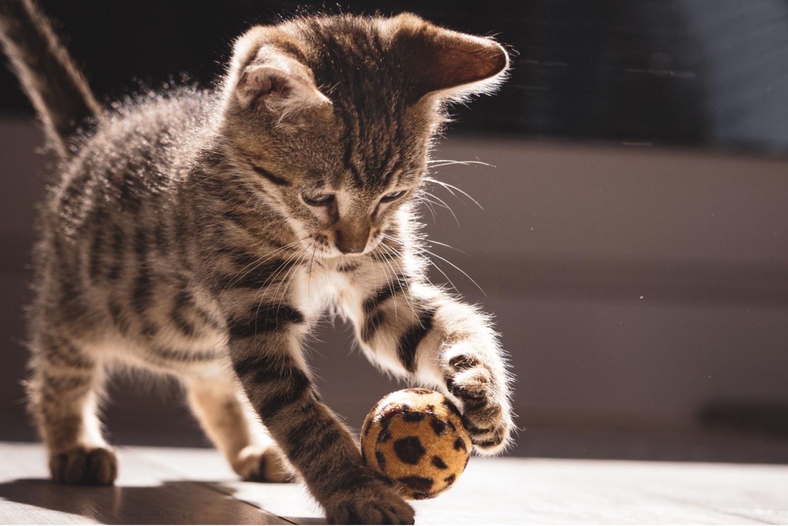 playful cat