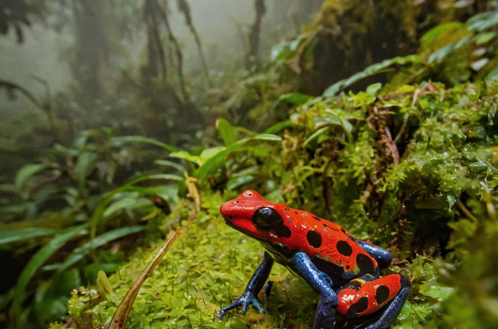 poison dart frog