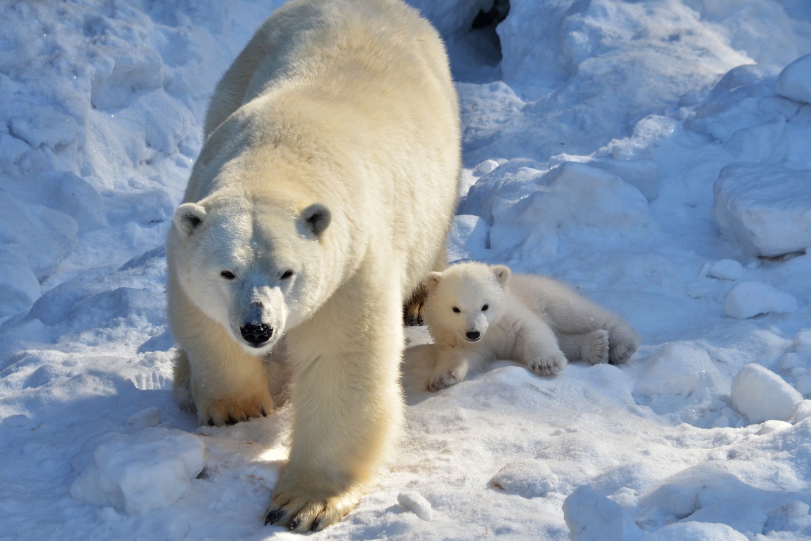 polar bear