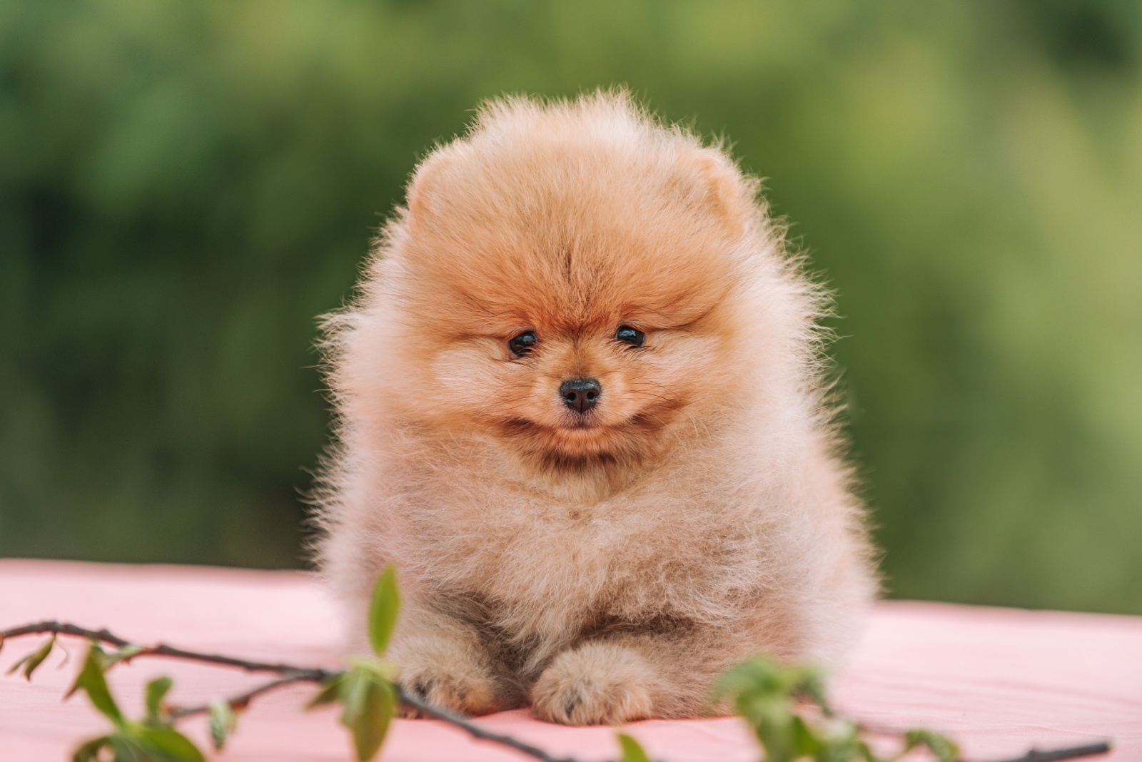 pomeranian