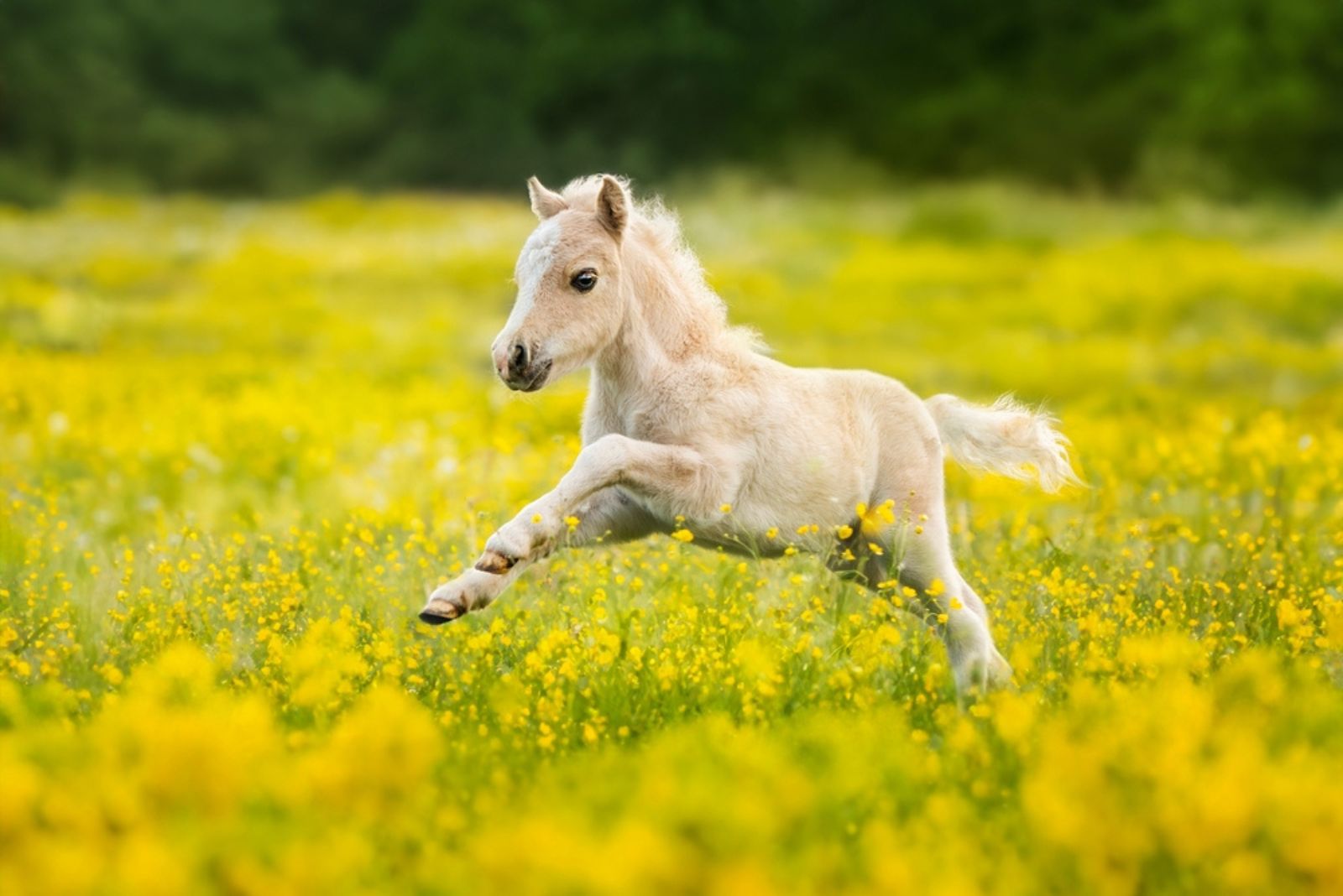 pony running in meadow