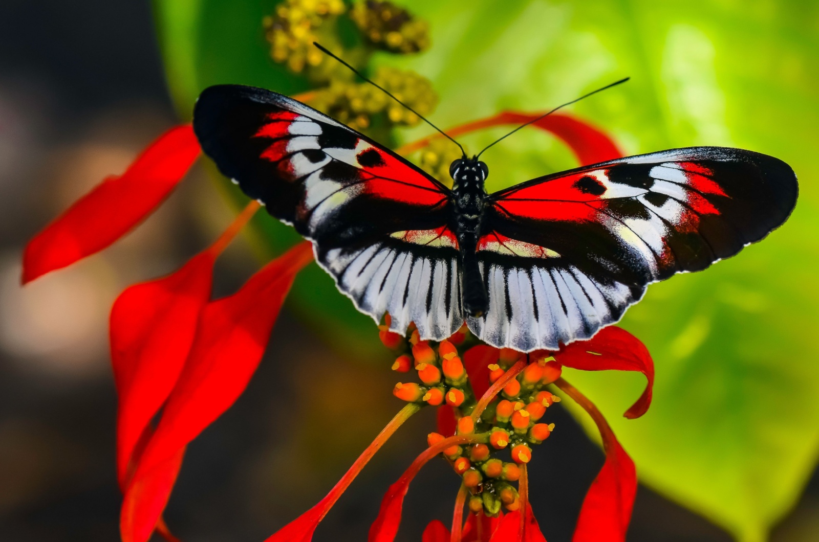 postman butterfly