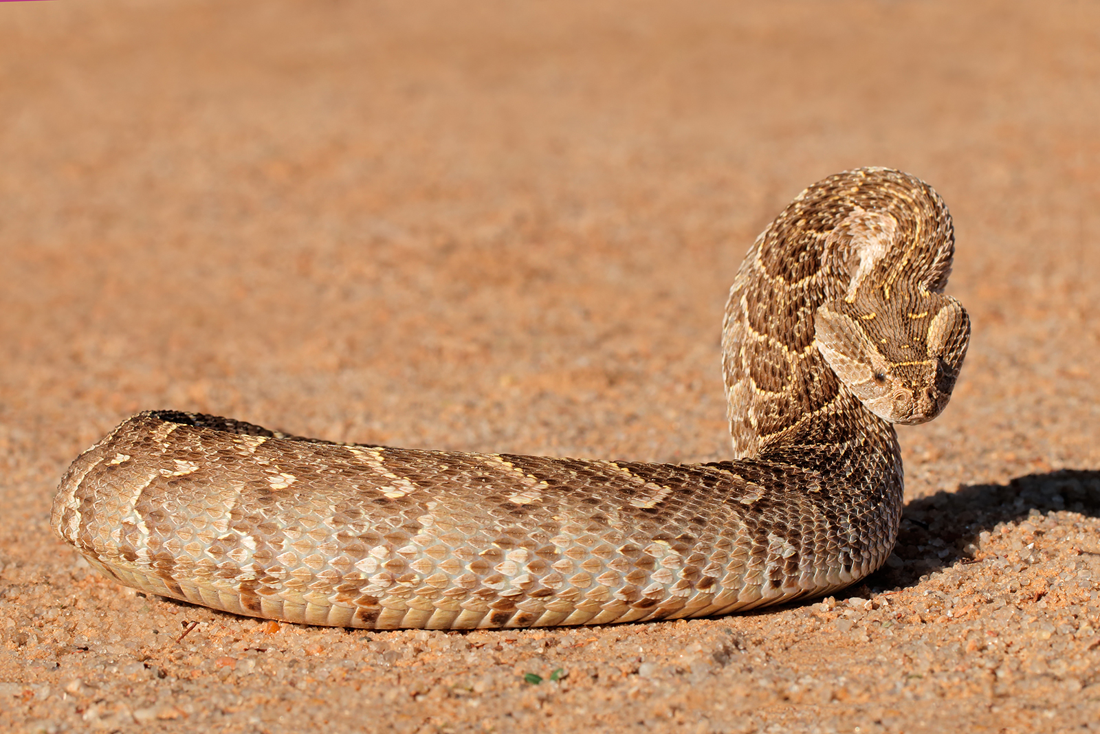 puff adder