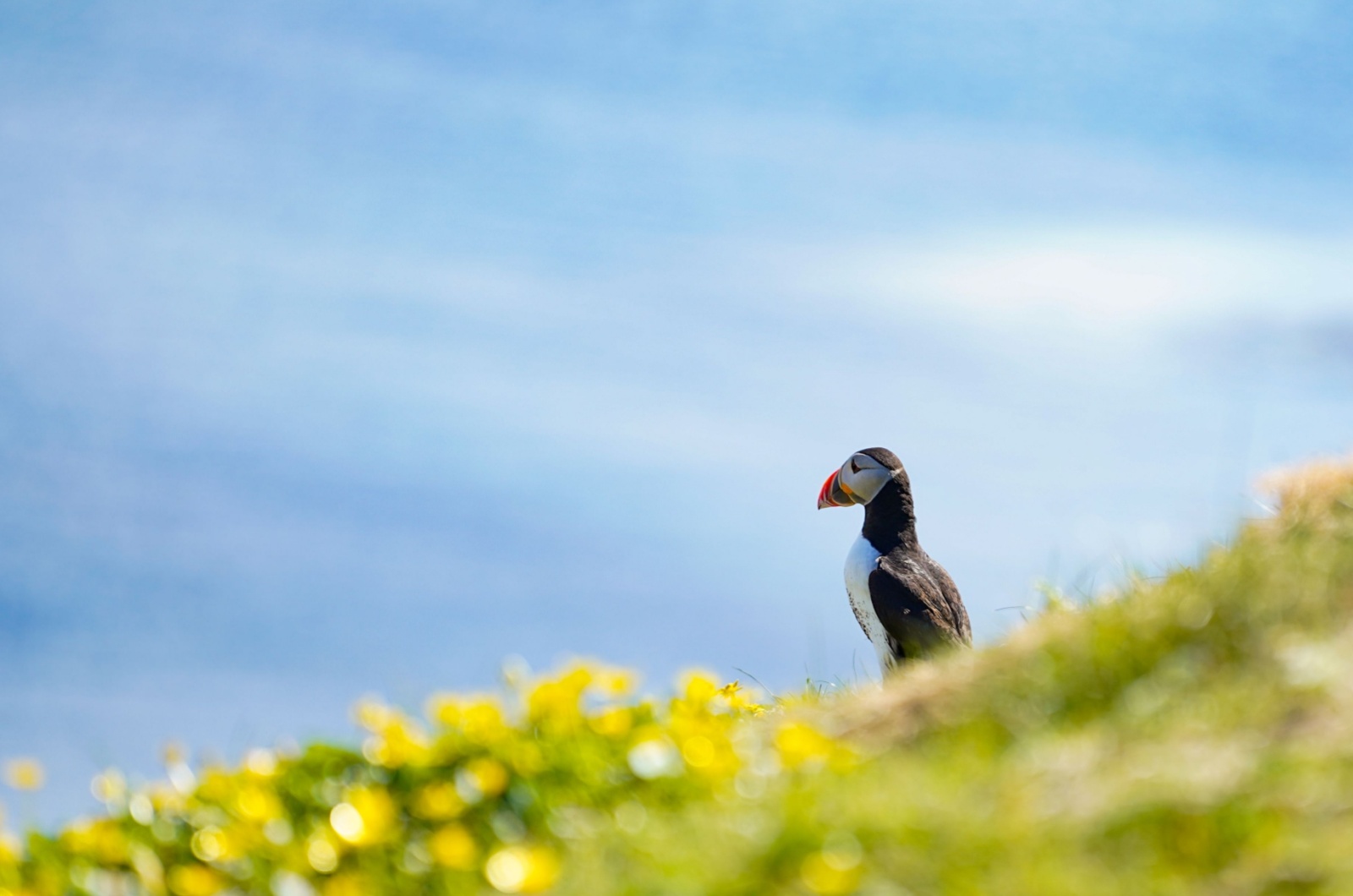 puffin and flowers