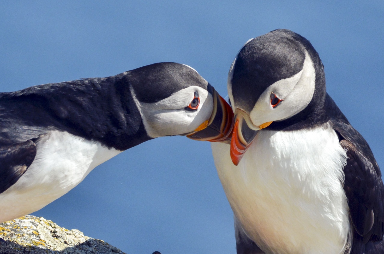 puffin cuddles