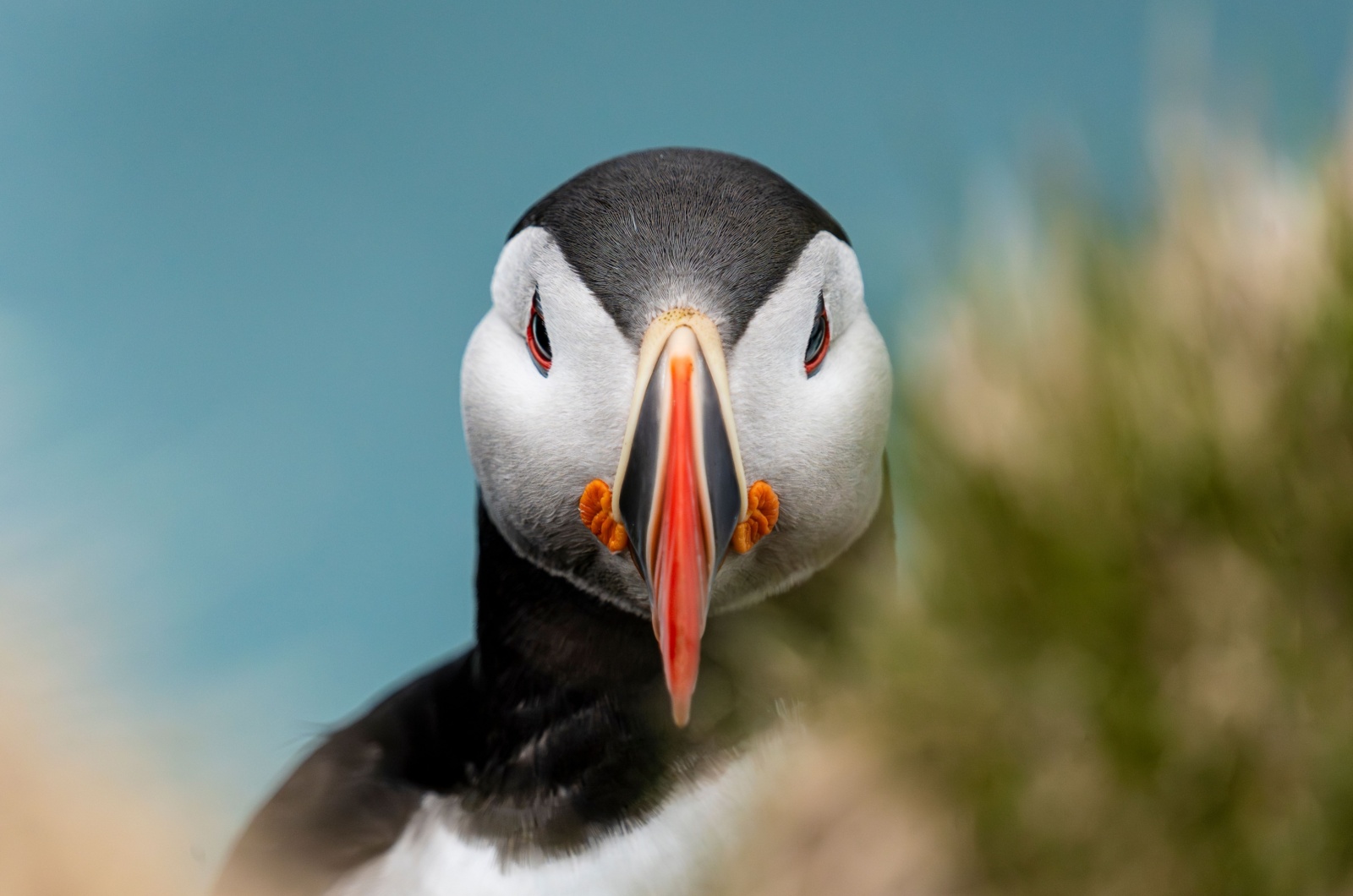 puffin face