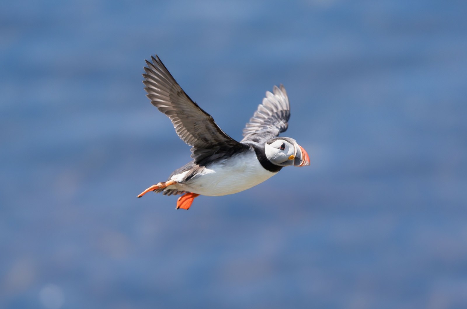 puffin flying