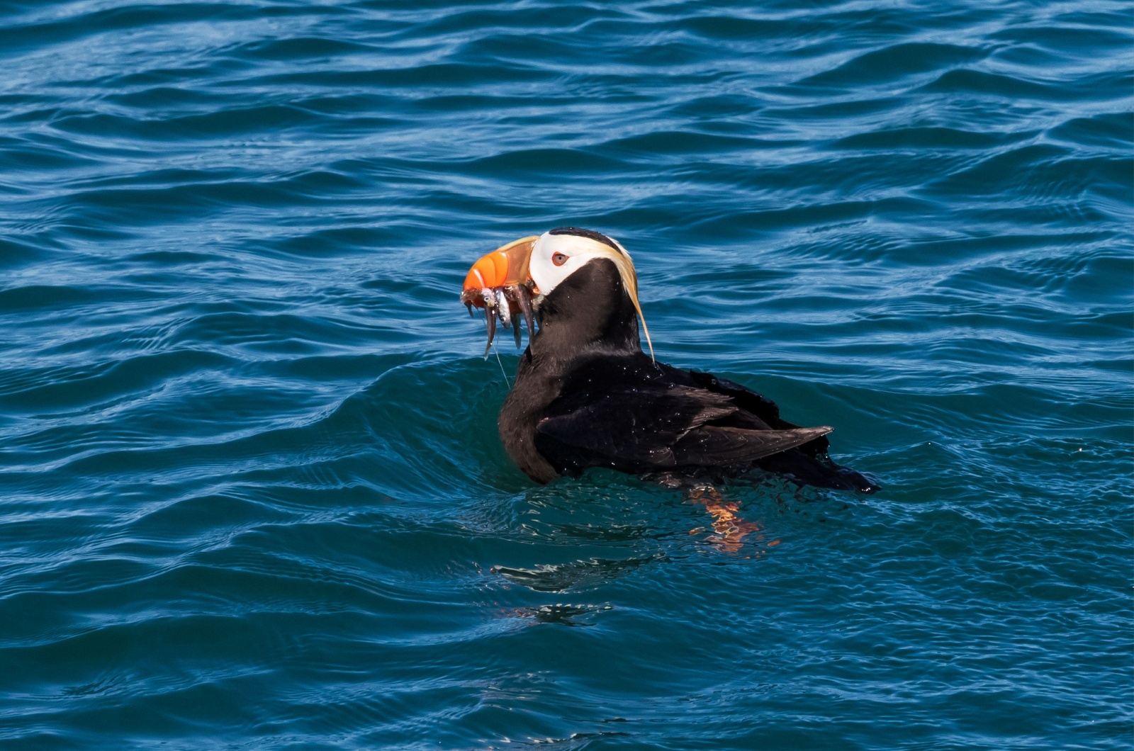 puffin in water