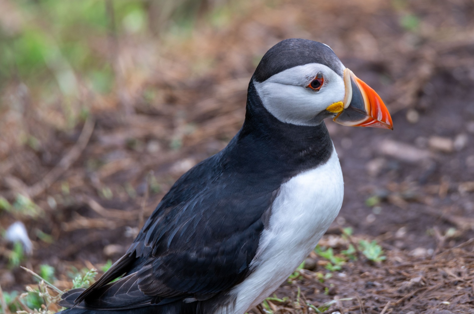 puffin standing