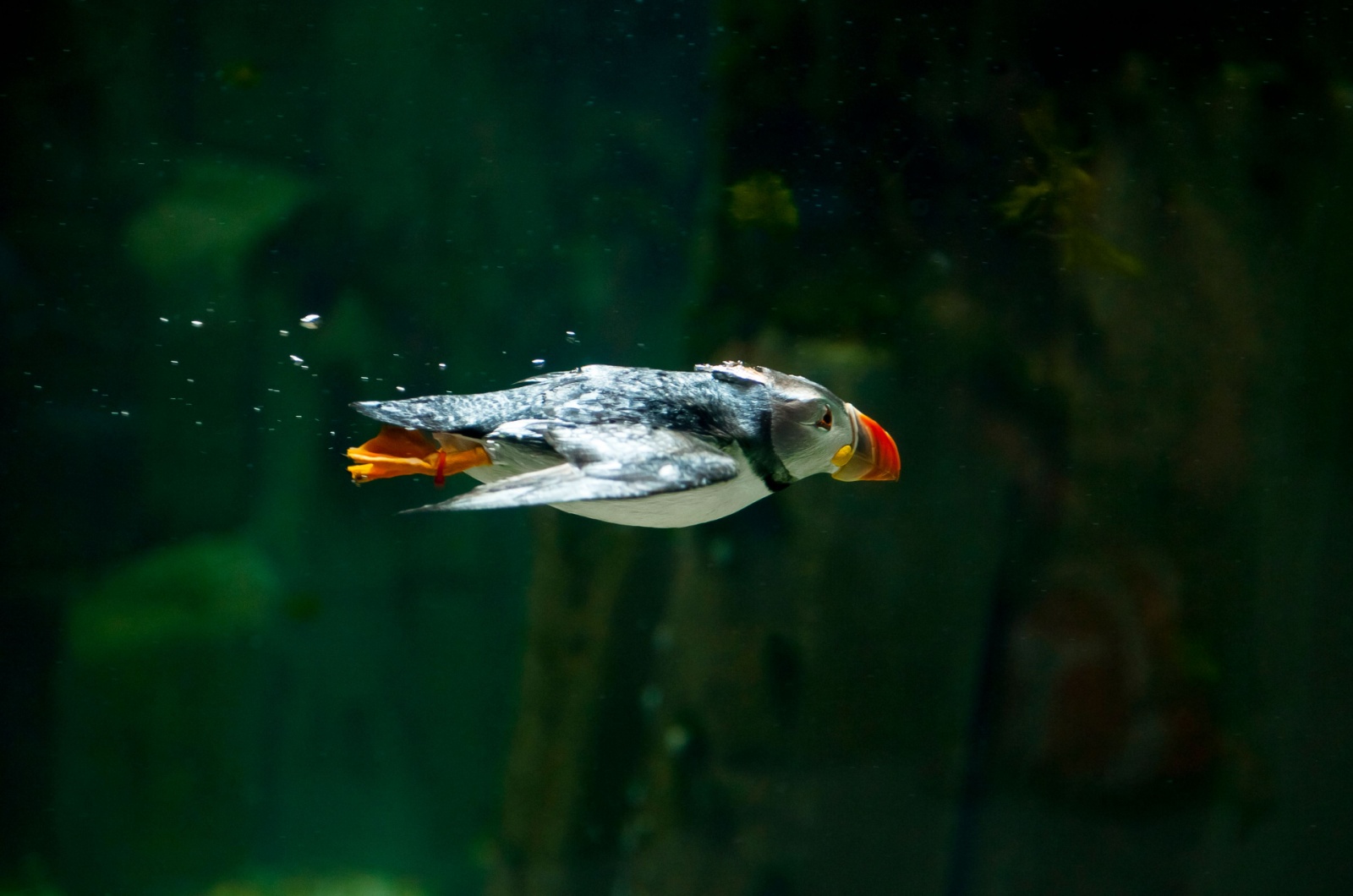 puffin underwater