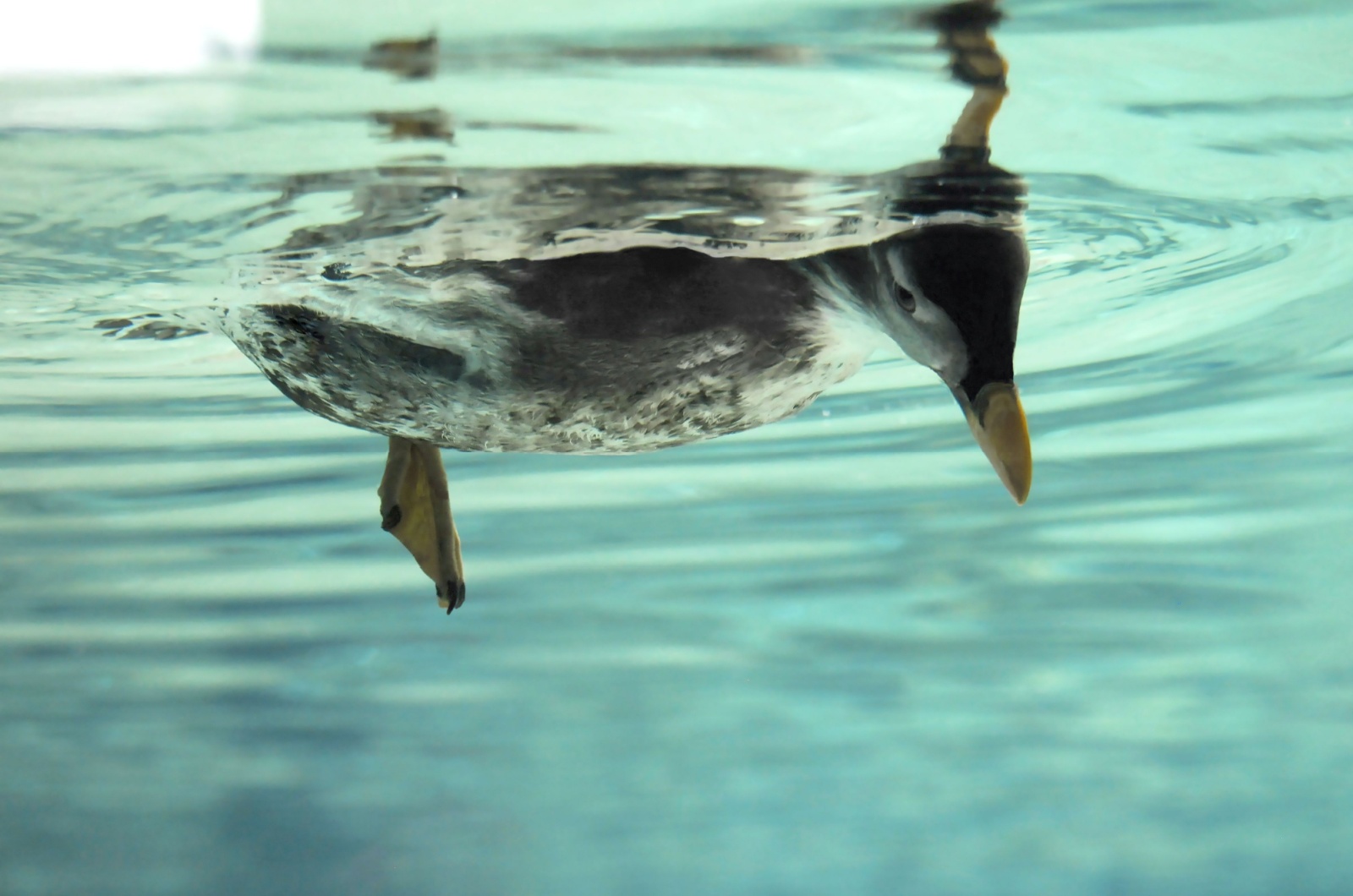 puffin water