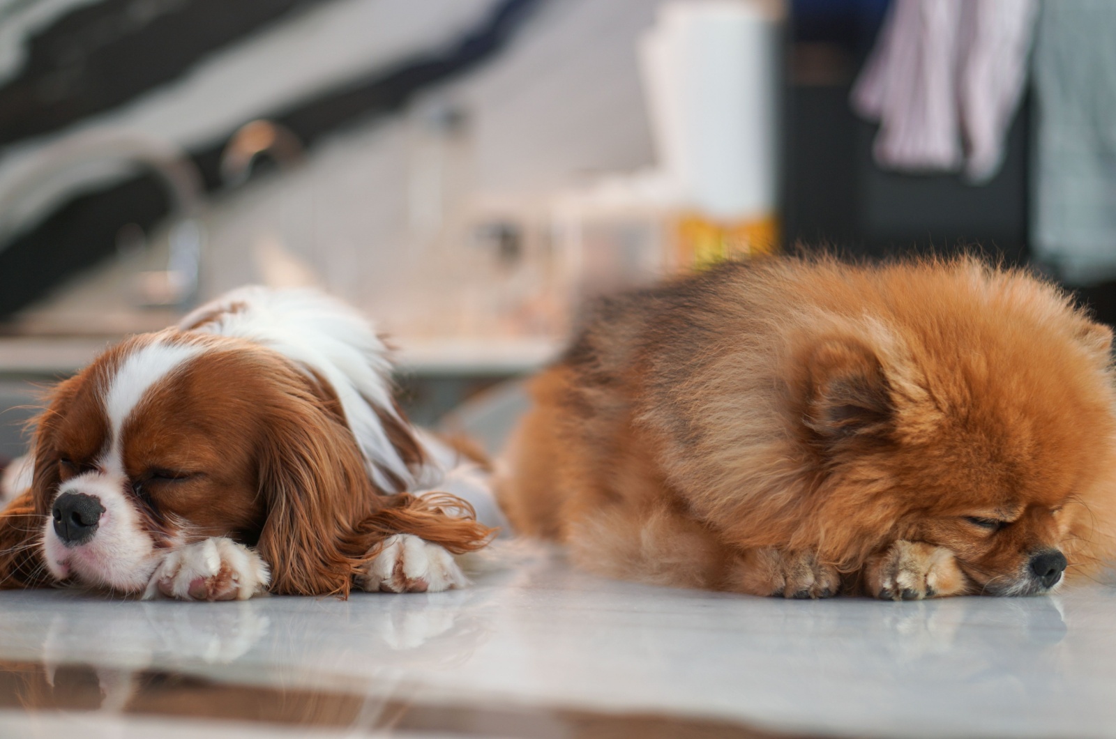 puppies sleeping