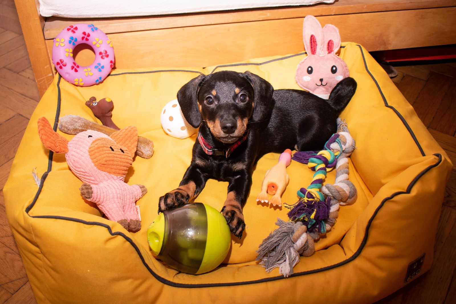 puppy corner