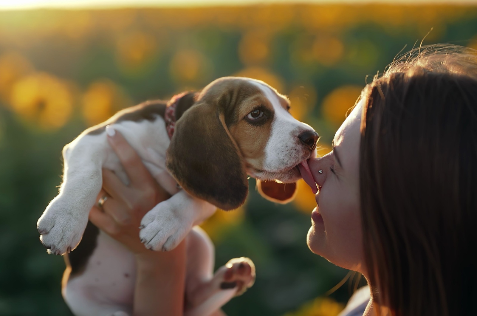 puppy licking a woman