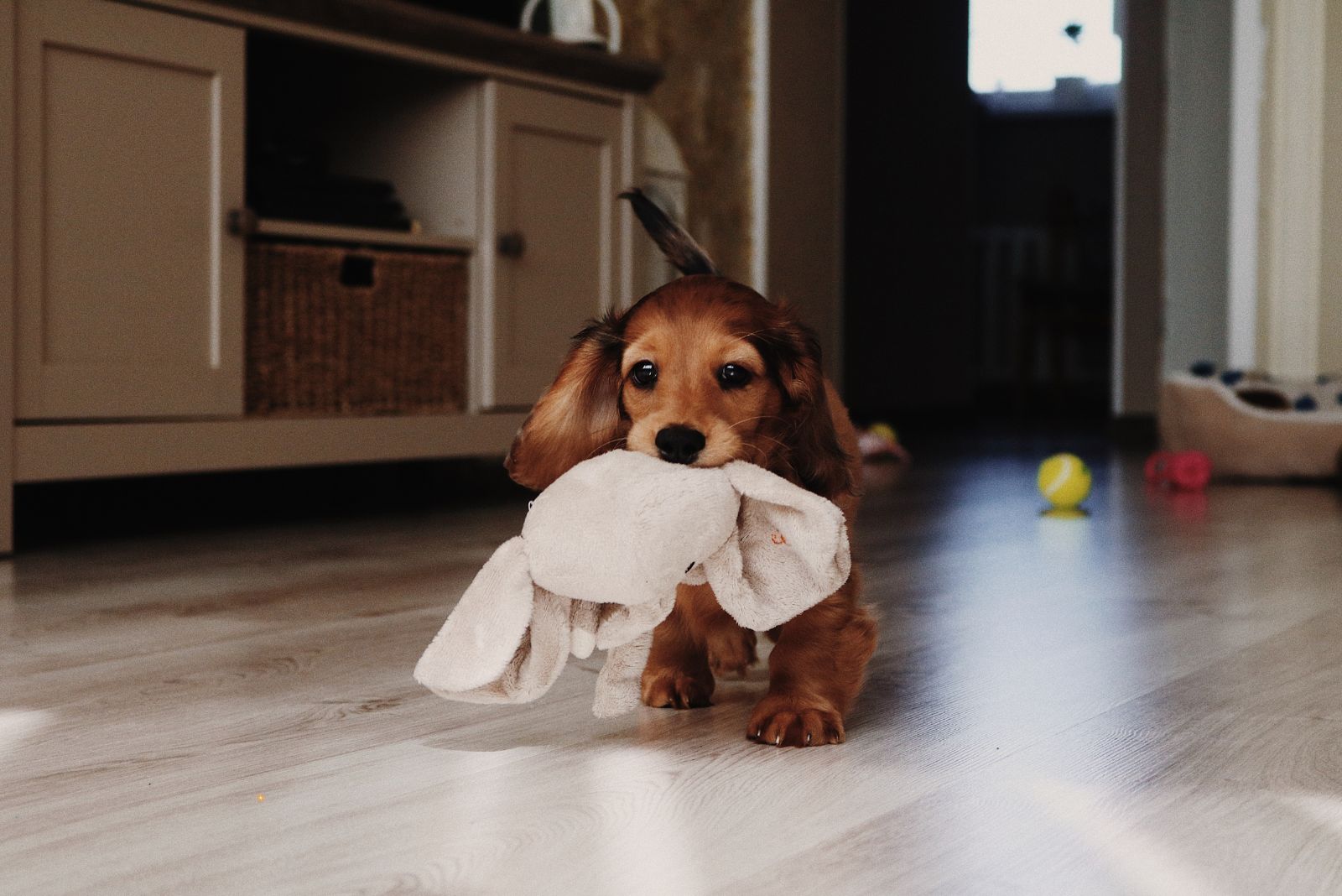 puppy with toy