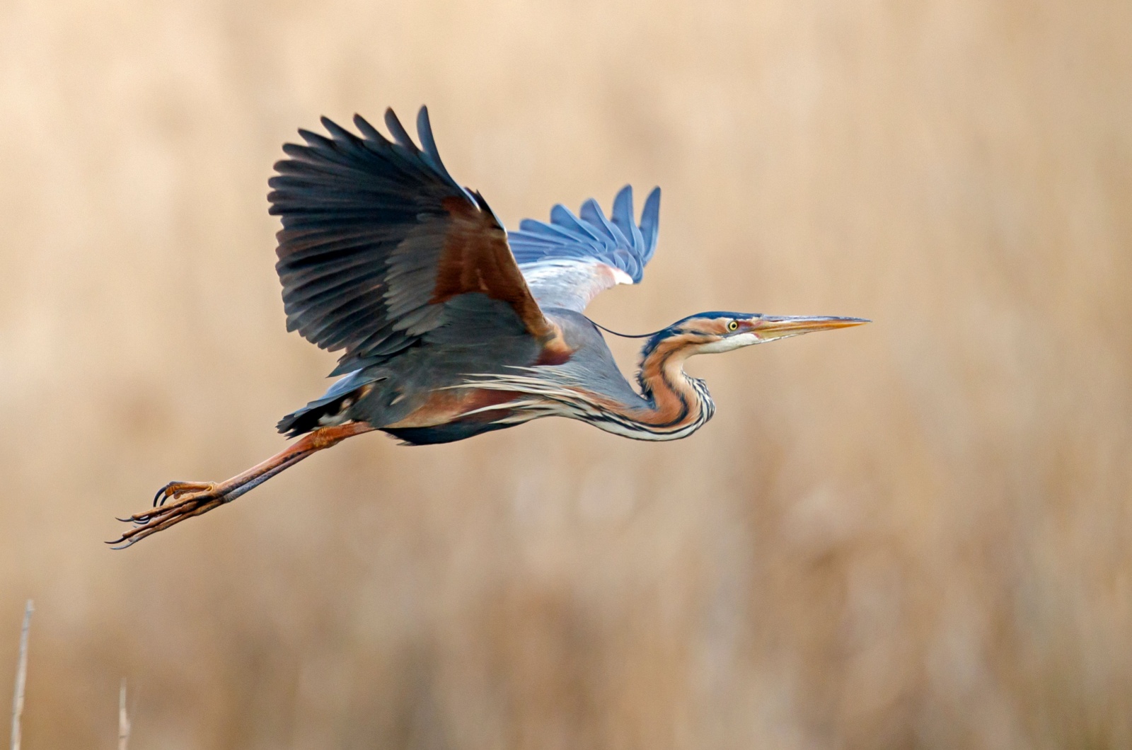 purple heron