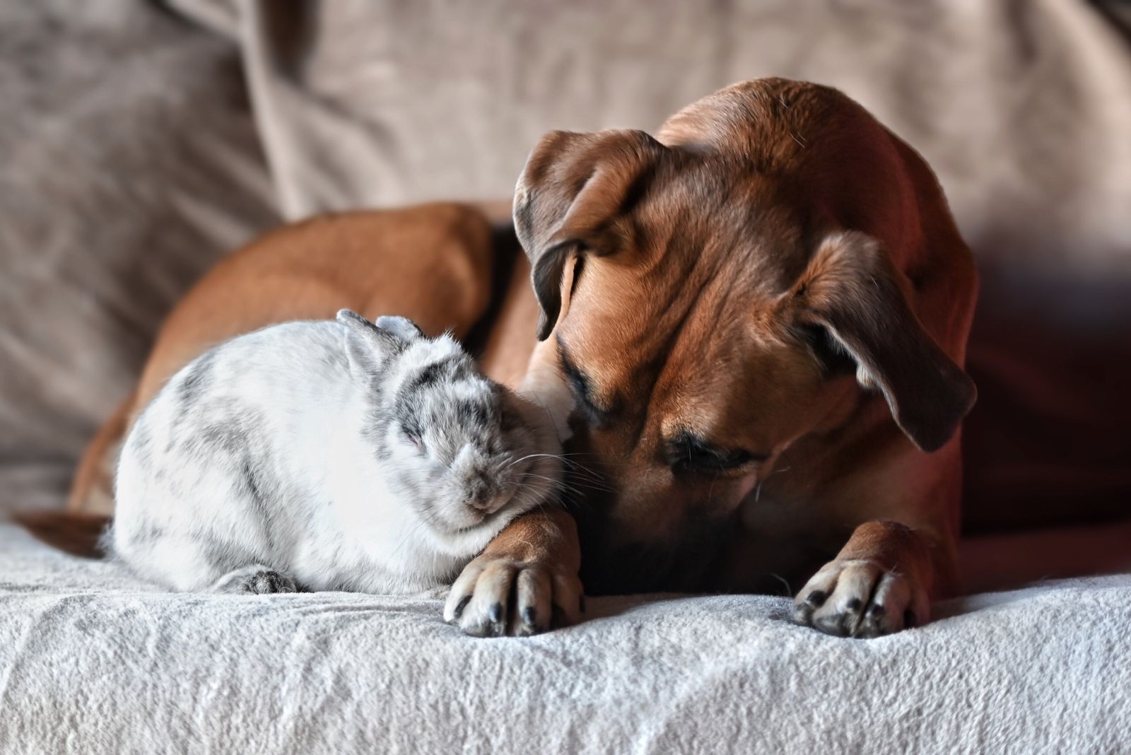 rabbit and cat