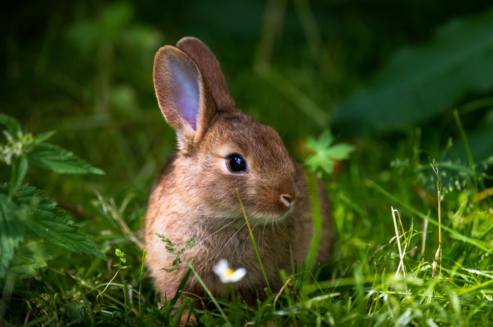 rabbit in garden