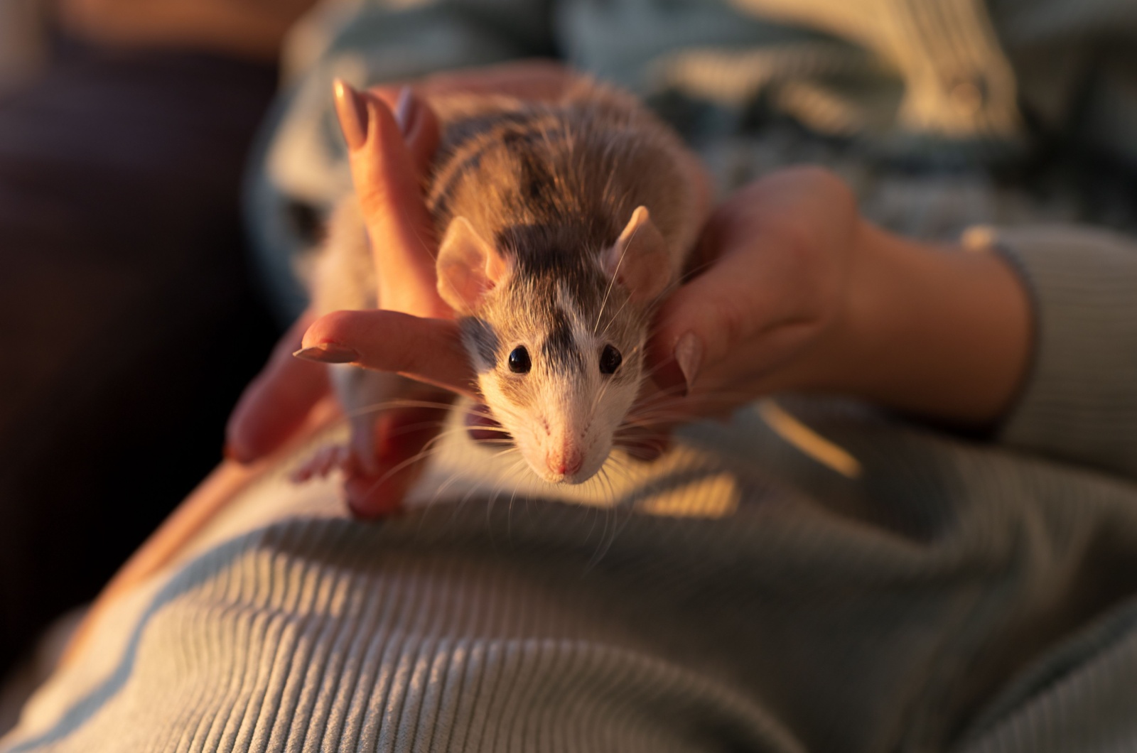 rat in hand